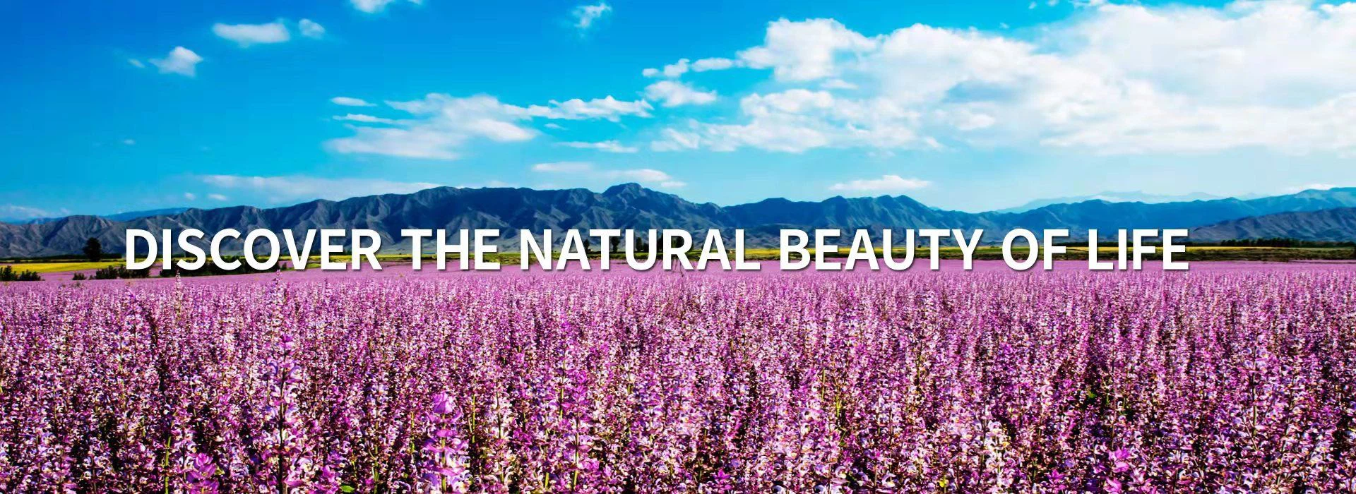 轉(zhuǎn)自中國(guó)網(wǎng)：“天美生物：20年深耕香紫蘇技術(shù)研發(fā)服務(wù)大健康產(chǎn)業(yè)高質(zhì)量發(fā)展”